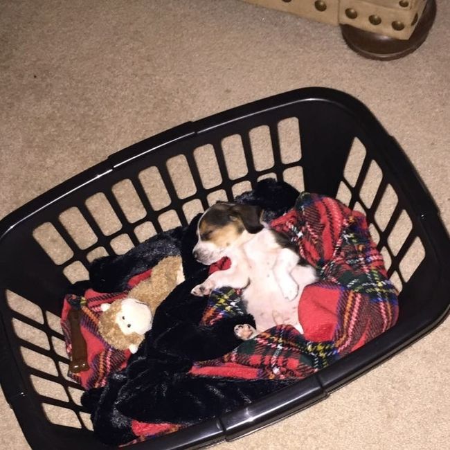 NWR: Show me your pups!