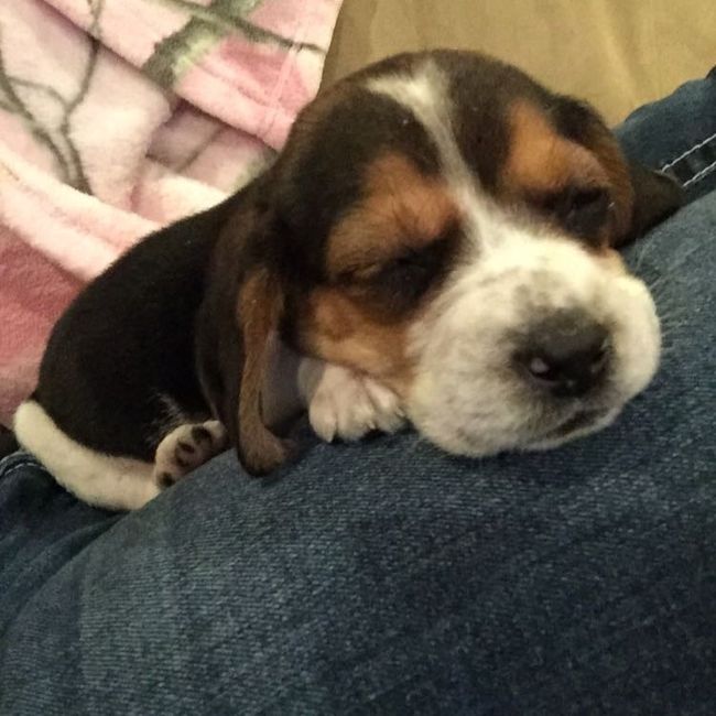 NWR: Show me your pups!