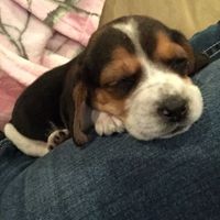 NWR: Show me your pups!