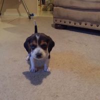 NWR: Show me your pups!