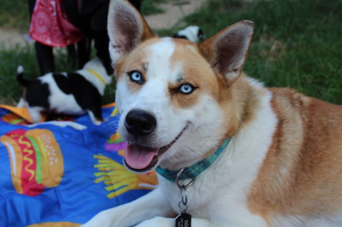 Show Me Your Fur Baby Participants! - 1