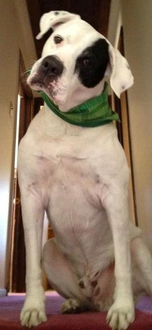 Just for fun, lets see your crazy pet child....