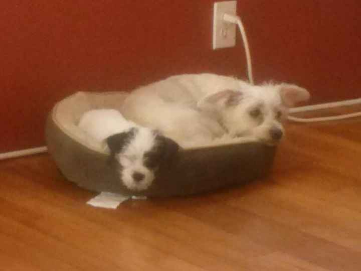 NWR: Rescue vs. Breeded Pets