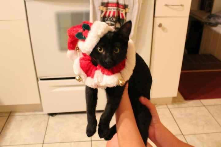 NWR: Pets dressed up for christmas