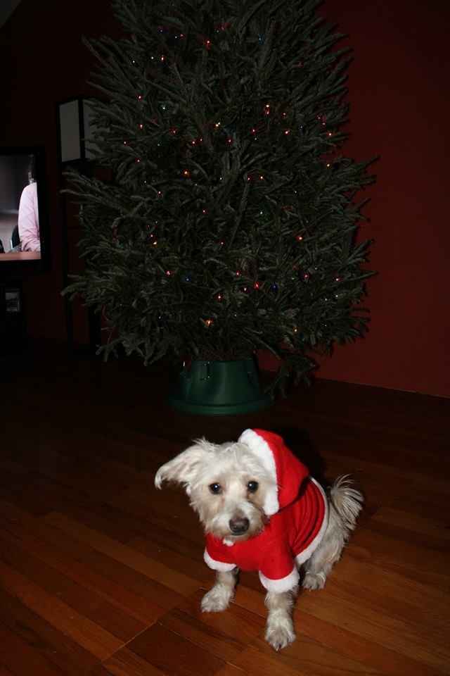 NWR: Pets dressed up for christmas