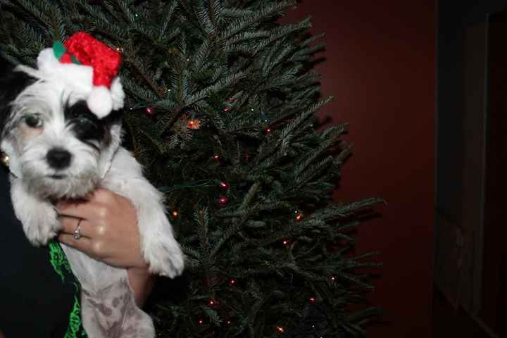 NWR: Pets dressed up for christmas