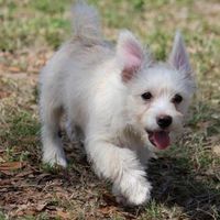 Show me your puppies!