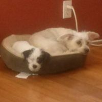 Show me your puppies!