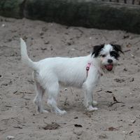 Show me your puppies!