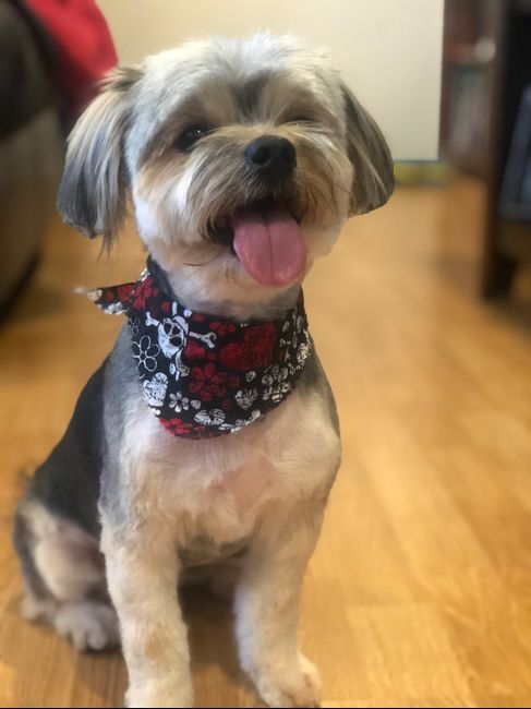 Pet Parents? - 1