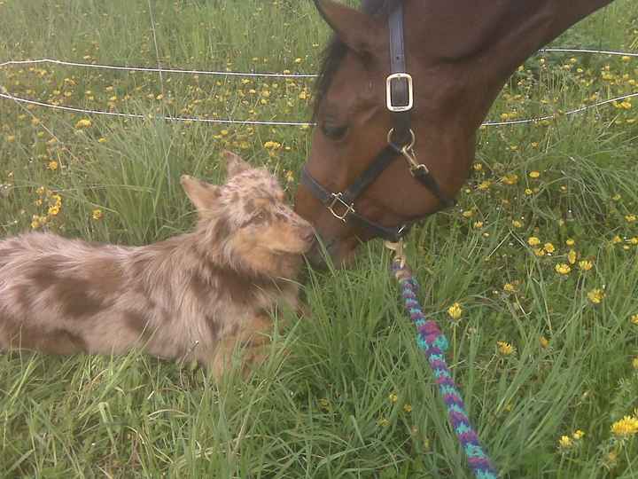 Furbaby pick me up