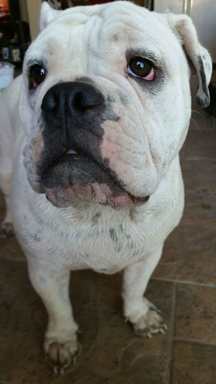 NWR- Does anybody want a dog?