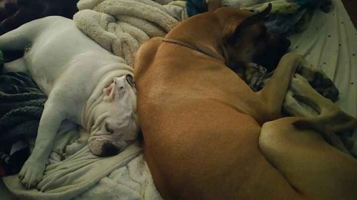 NWR: Puppybowl! And Fur Babies!