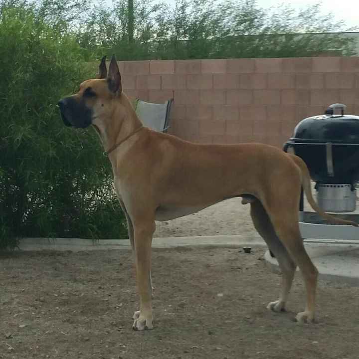NWR- Does anybody want a dog?