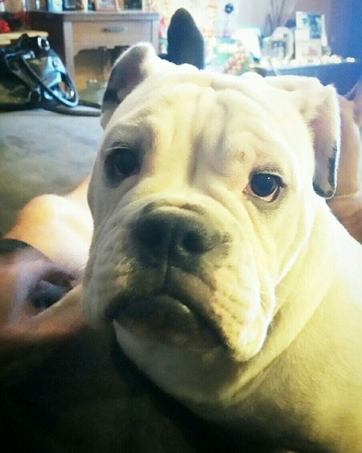 NWR: Puppybowl! And Fur Babies!