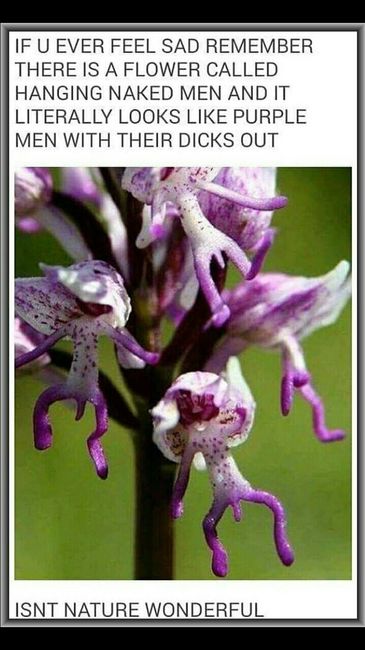 NSFW/NWR: Veggie Peen!!!!