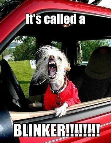 NWR- Funny pictures!
