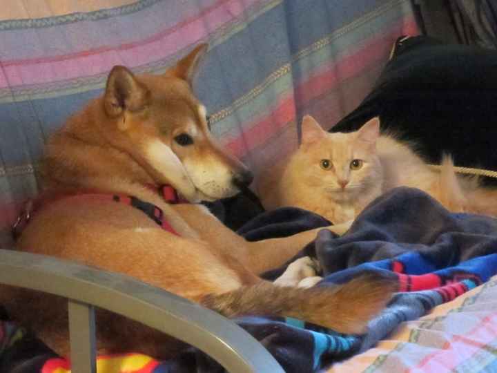 Spin off for animal lovers, happy thread