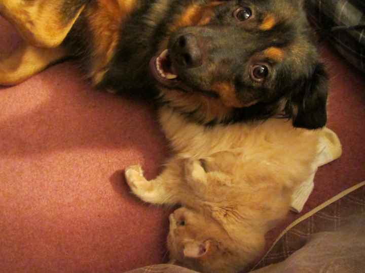 Spin off for animal lovers, happy thread