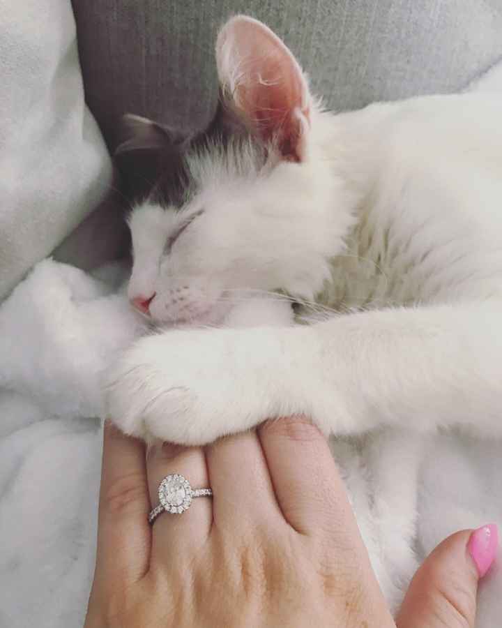My ring and my kitty Rambo 