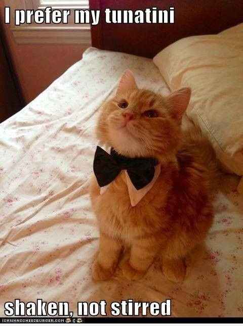 What happened to all the cats?