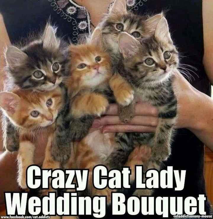 What happened to all the cats?