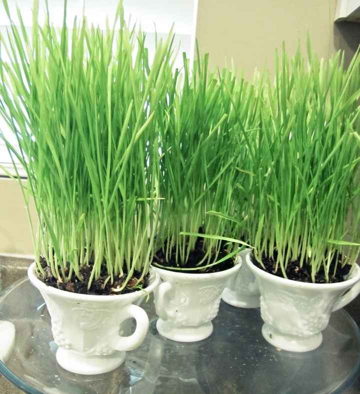 DIY Flower Pot Wheat Grass Centerpieces?