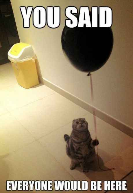 What happened to all the cats?