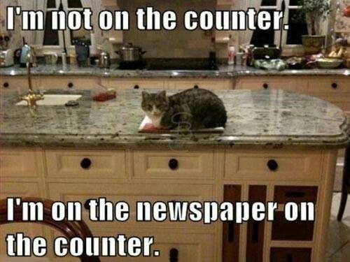 What happened to all the cats?