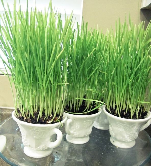 DIY Flower Pot Wheat Grass Centerpieces?