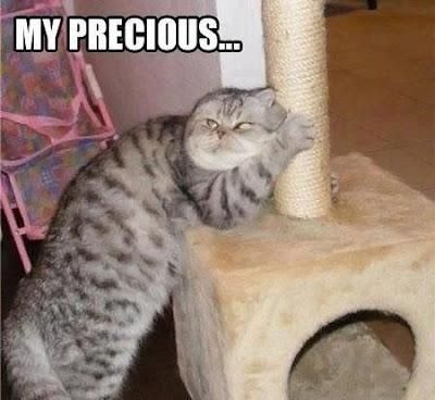 What happened to all the cats?