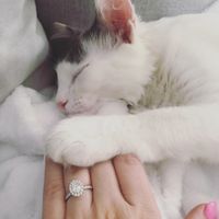 My ring and my kitty Rambo 
