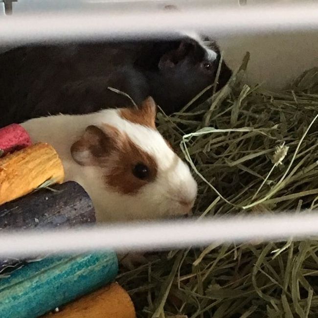 NWR: baby guinea pogs