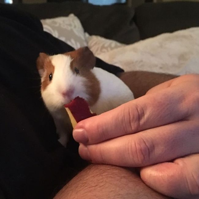 NWR: baby guinea pogs