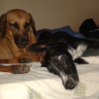 I think I have lurked enough...