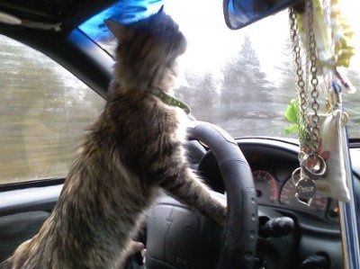 Show off your furbabies!