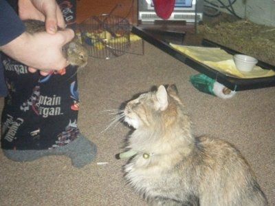 Show off your furbabies!