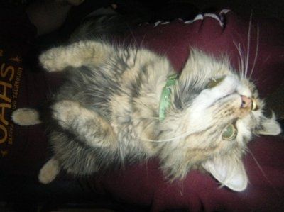 Show off your furbabies!