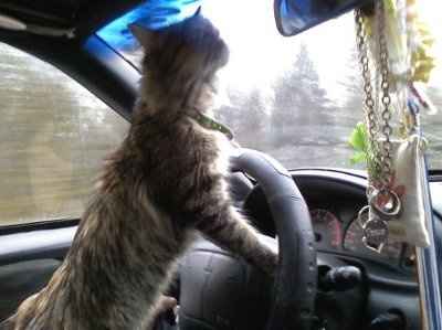 Show off your furbabies!