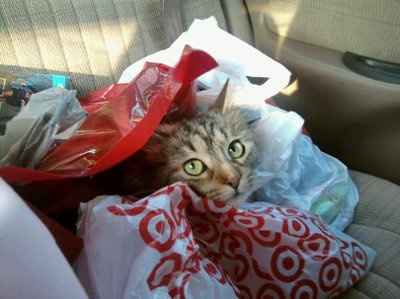 Show off your furbabies!