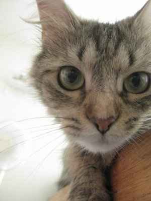 Lets introduce ourselves and lay it on the table