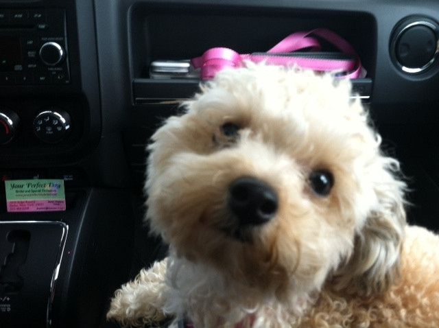 NWR:  Fur Babies