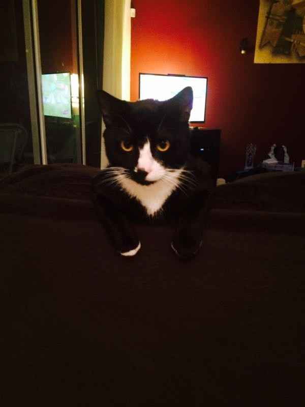 NWR : he's home!!! Our cat came home