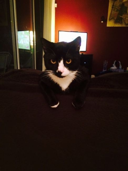 NWR : he's home!!! Our cat came home