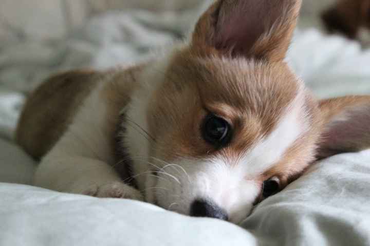 Cutest Thing You'll See All Day