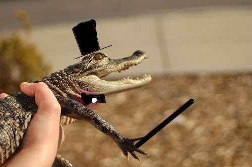 Calling All Animals!!!-Need Help!