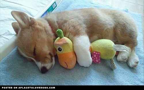 Cutest Thing You'll See All Day