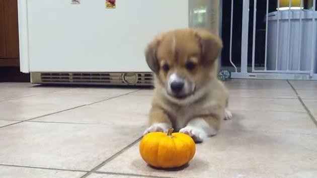 Cutest Thing You'll See All Day