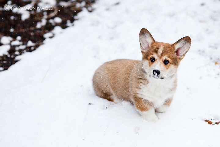 Cutest Thing You'll See All Day