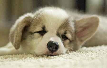 Cutest Thing You'll See All Day